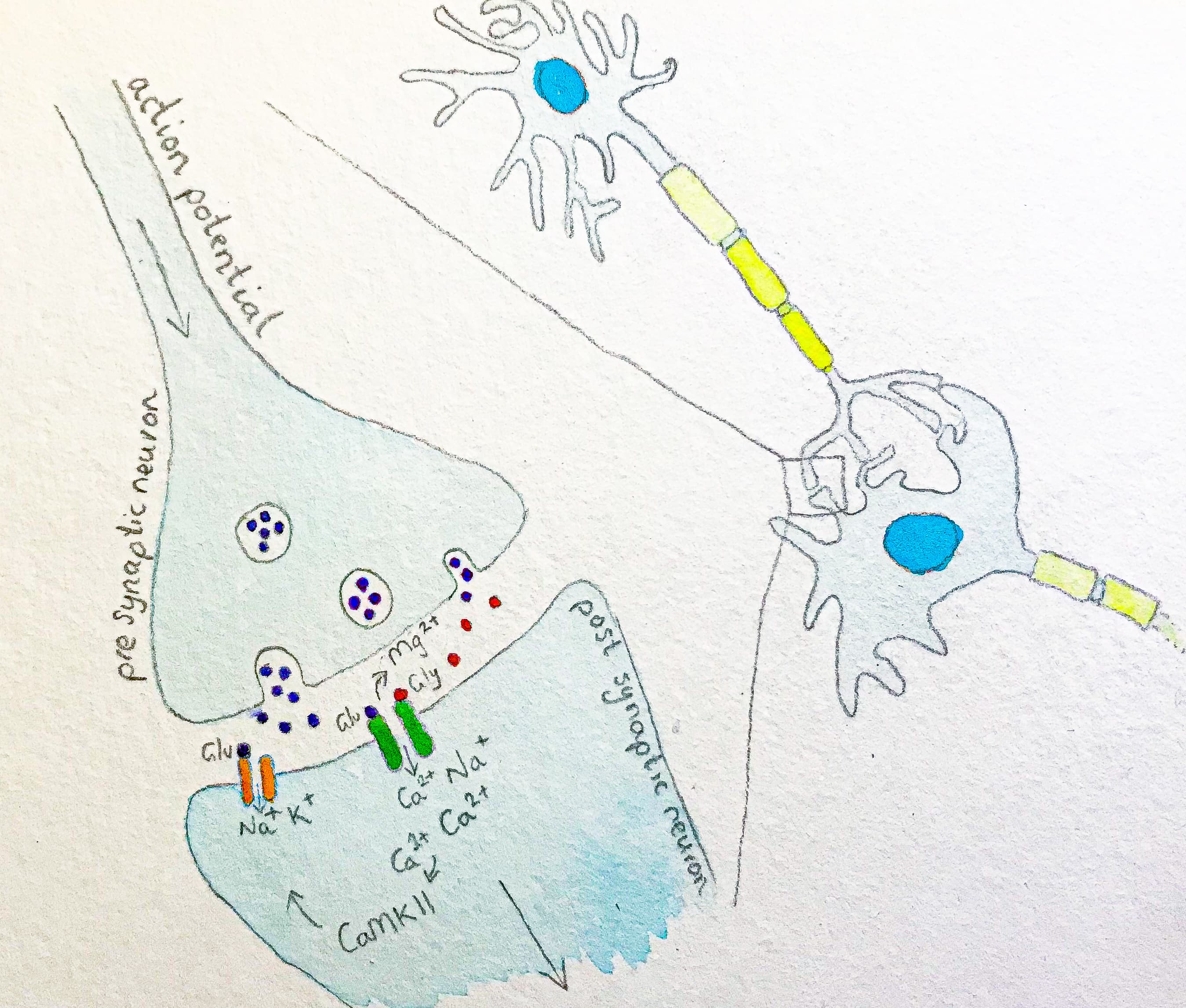 Neuron synapse showing NMDA-dependent LTP
