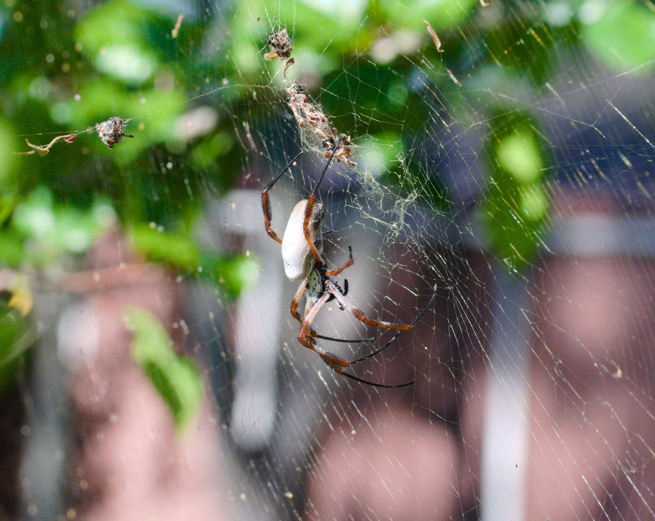 The flower of an Australian native plant