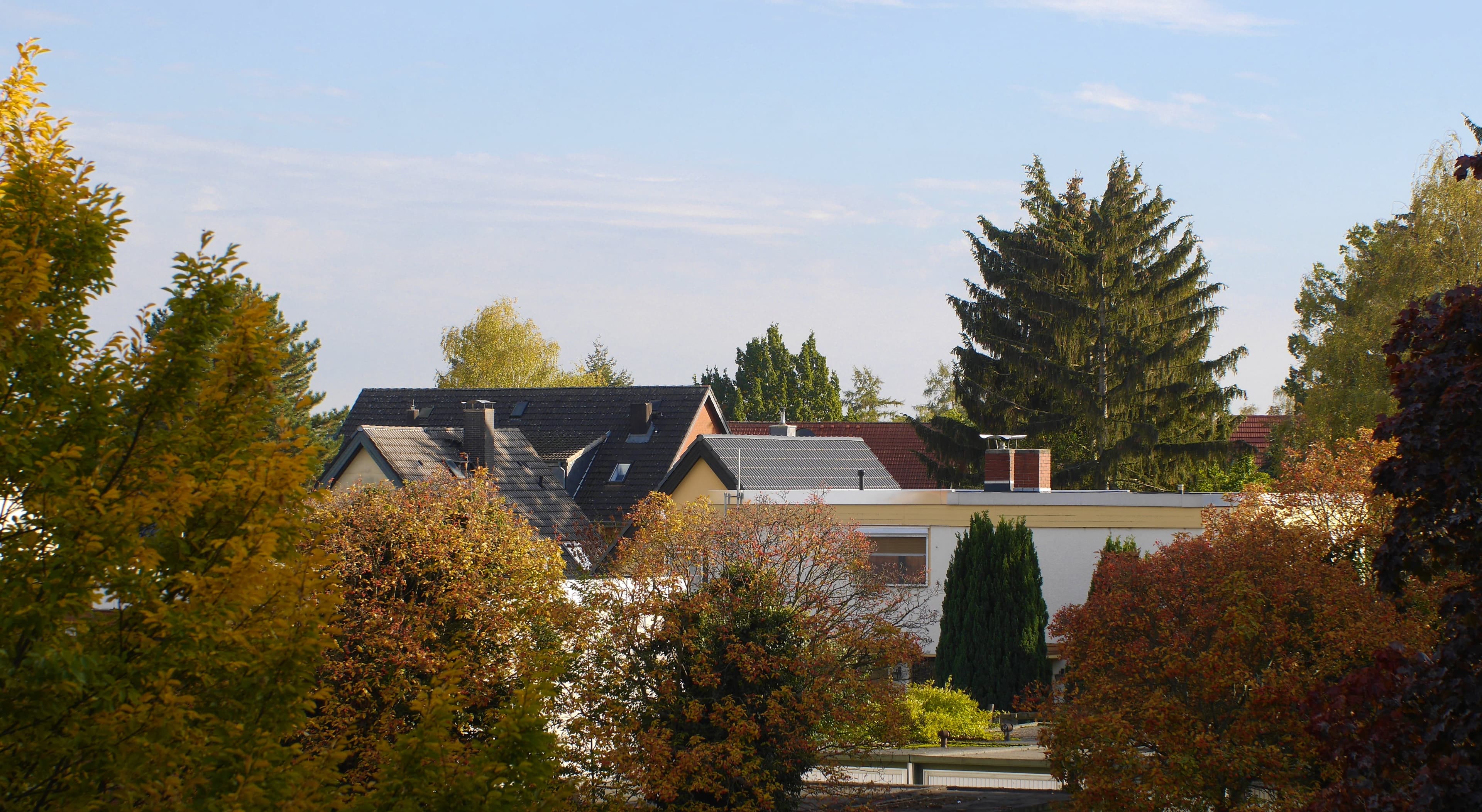 Autumn trees and rooftops.