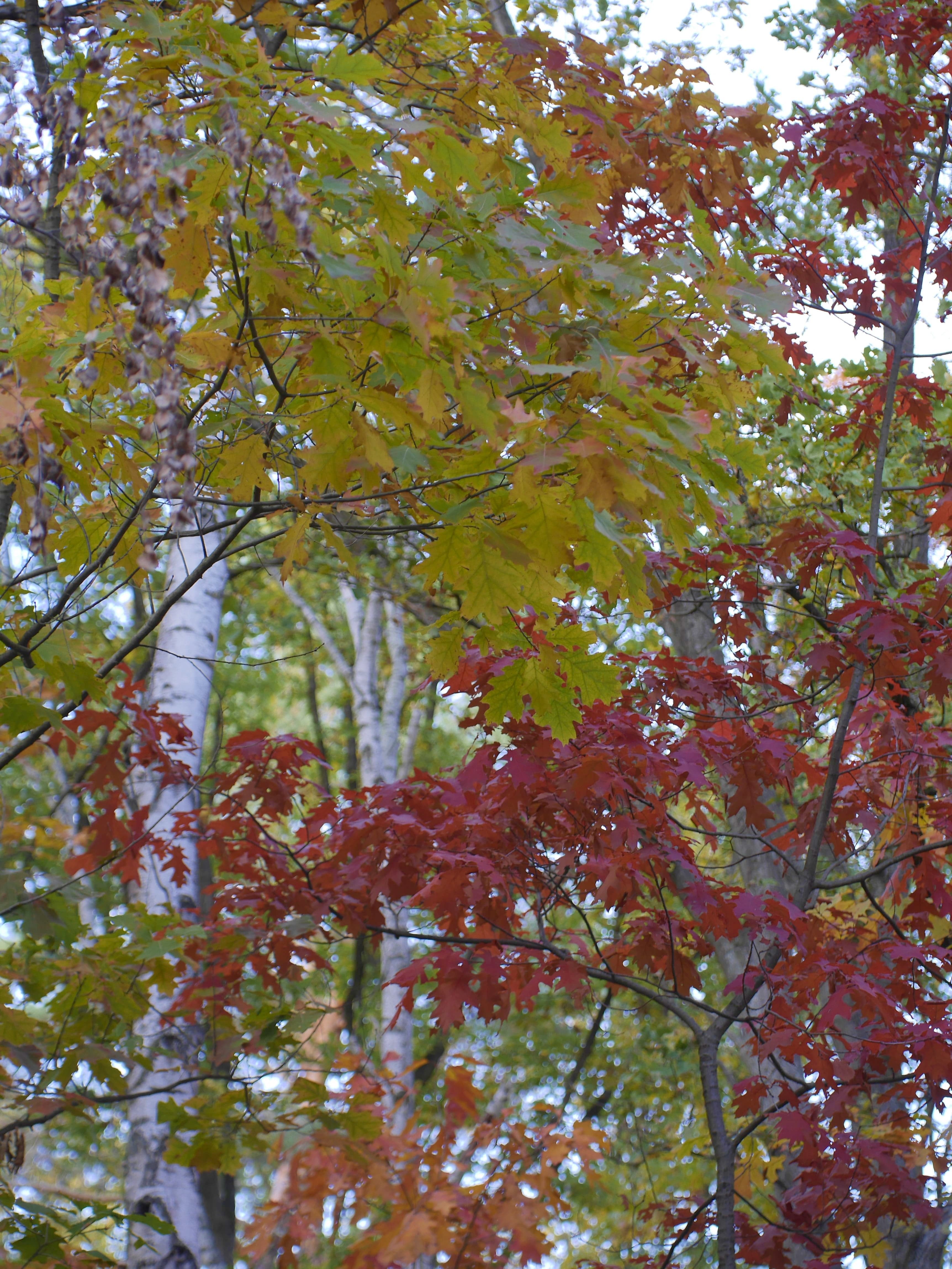 Forest canopy with different Autumn leaf colours.