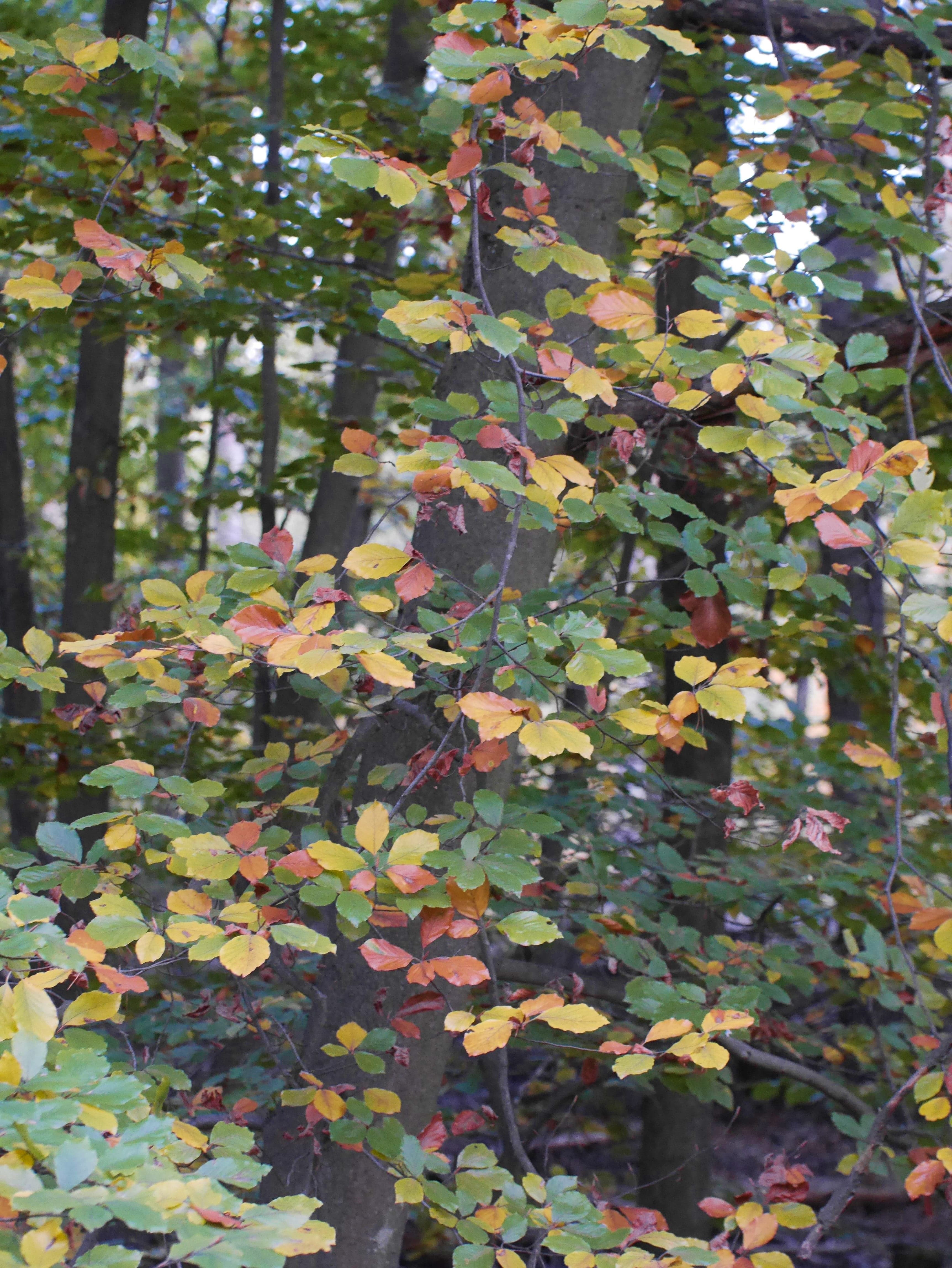 A tree with leaves of different colours.